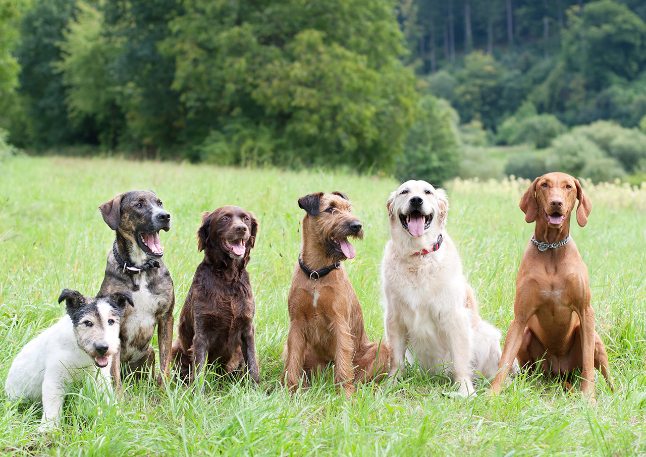 Породные группы собак
