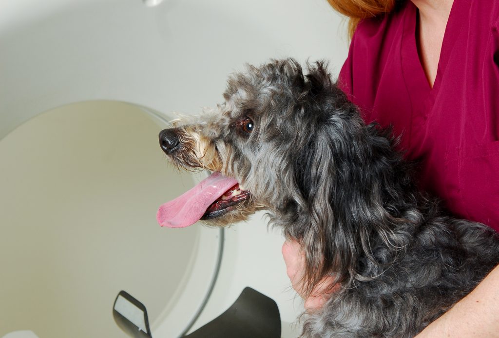 Radiology Veterinary Specialties Referral Center