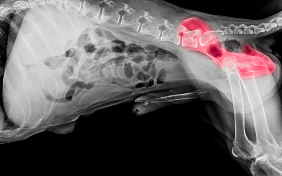 hip dysplasia in dogs in pattersonville, ny