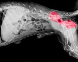 hip dysplasia in dogs in pattersonville, ny