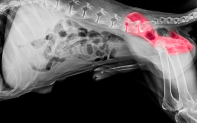 Signs of Hip Dysplasia in Dogs in Pattersonville, NY